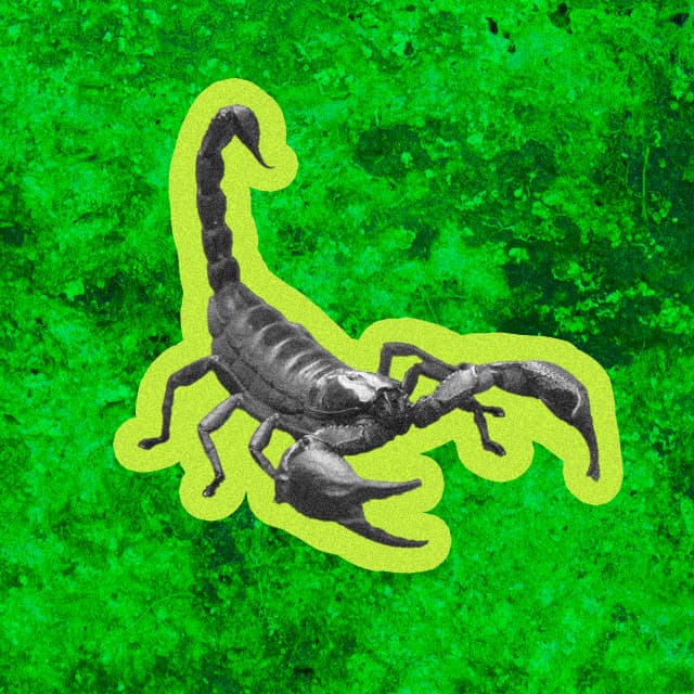 scorpion illustration with green background