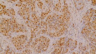 A close up image of human cells